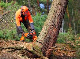 Best Storm Damage Tree Cleanup  in Fowler, CA